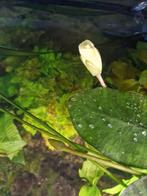 Hydrocleys nymphoides, Ophalen