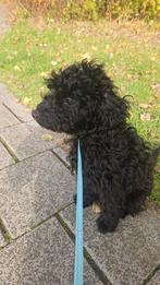 Lieve Toypoedel Pup Zoekt Een Nieuw Thuis, Dieren en Toebehoren, Honden | Chihuahua's en Gezelschapshonden, Poedel, 15 weken tot 1 jaar