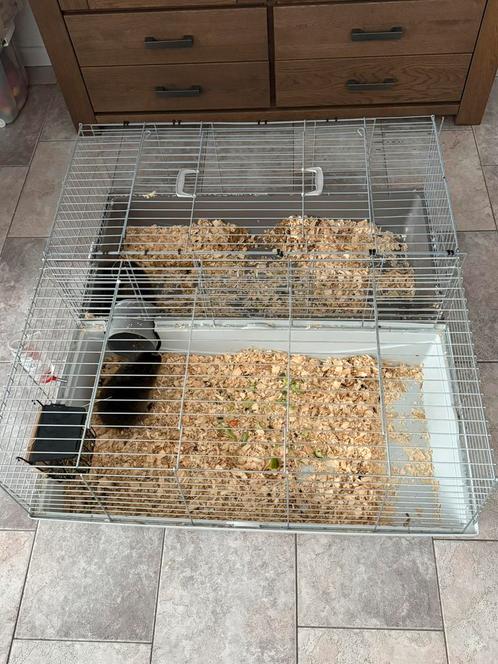 Dubbele cavia/konijnenkooi, Dieren en Toebehoren, Knaagdieren en Konijnen | Hokken en Kooien, Zo goed als nieuw, Kooi, Minder dan 60 cm
