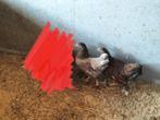 Te koop wyandotte kriel hennen., Dieren en Toebehoren, Pluimvee, Vrouwelijk, Kip