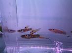 Endler Gup mix, Dieren en Toebehoren, Vissen | Aquariumvissen, Vis, Zoetwatervis, Schoolvis