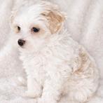 Prachtige Toy/kleine Maltipoo pup zoekt gouden mandje!, Overige rassen, 8 tot 15 weken, Teef, Parvo