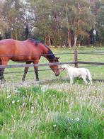 Pensioenplek voor weidemaatje, Dieren en Toebehoren, Stalling en Weidegang, Weidegang