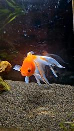 Sluierstaart goudvis, Dieren en Toebehoren, Vis, Zoetwatervis