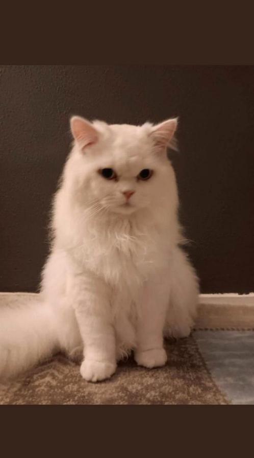 👍Britse Langehaar Blauwe Ogen (Dekkater)👍, Dieren en Toebehoren, Katten en Kittens | Raskatten | Langhaar, Kater, Ontwormd