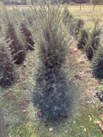 Taxus baccata, Ophalen, Taxus, Haag, Minder dan 100 cm