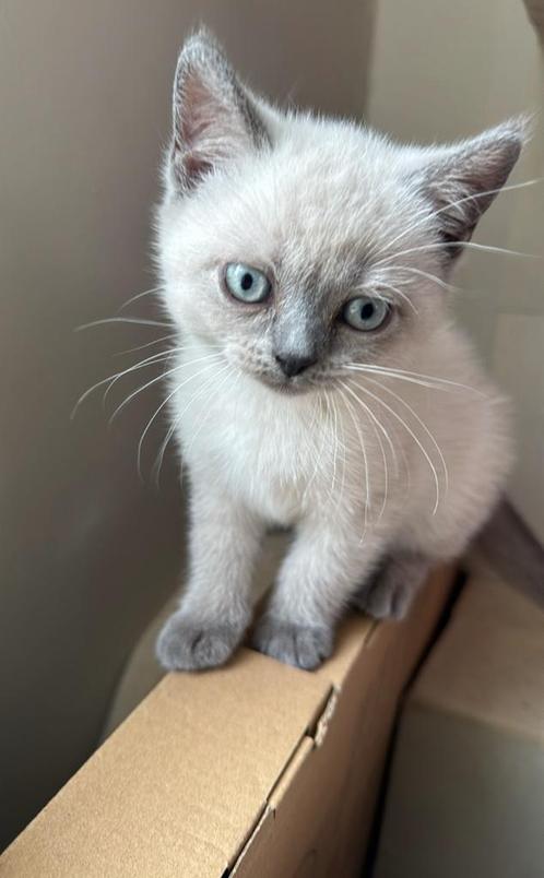 Britsekorthaar blue point, Dieren en Toebehoren, Katten en Kittens | Raskatten | Korthaar