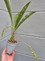 Orchidee Gongora Geurend p12 (3)