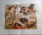 2 x litho uit 1895 Honden Hondenrassen, Verzamelen, Verzenden, Voor 1940, Gebruikt, Dier
