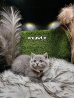 Britse korthaar, Dieren en Toebehoren, Katten en Kittens | Raskatten | Korthaar, Poes, Gechipt, 0 tot 2 jaar