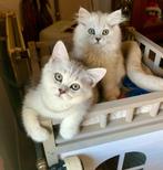 Brits korthaar en langhaar kittens, Dieren en Toebehoren, Katten en Kittens | Raskatten | Korthaar, Meerdere dieren, Gechipt, 0 tot 2 jaar