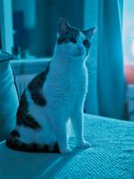 Twee gezonde katten van 2 jaar oud ( broer en zus) ., Dieren en Toebehoren, Katten en Kittens | Raskatten | Korthaar