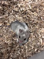Chinese dwerghamster vrouw, Hamster, Augustus, Vrouwelijk, Tam