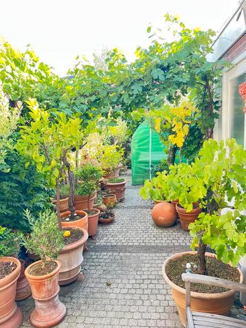 Verzameling terracotta met mediterrane planten beschikbaar voor biedingen