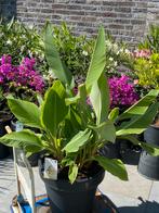 Schitterende grote en forse musella lasiocarpa banaan in pot, Ophalen, Overige soorten, In pot, Halfschaduw