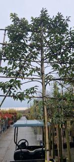 dikke leilinde mt 18-20 alle soorten lei bomen, Tuin en Terras, Ophalen of Verzenden, Volle zon, Overige soorten