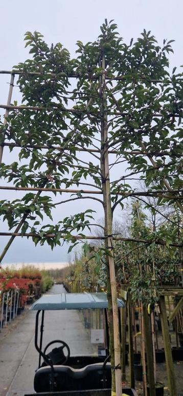 dikke leilinde mt 18-20 alle soorten lei bomen  beschikbaar voor biedingen