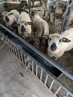 Stamboek Hampshire Down ramlammeren, Dieren en Toebehoren, Schapen, Geiten en Varkens, Mannelijk, Schaap
