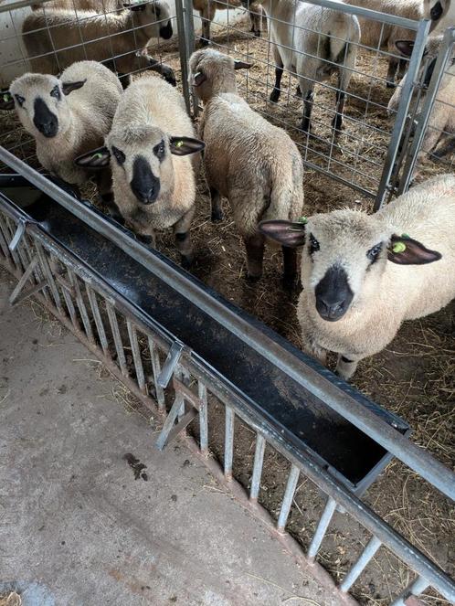 Stamboek Hampshire Down ramlammeren, Dieren en Toebehoren, Schapen, Geiten en Varkens, Schaap, Mannelijk