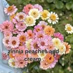 Zinnia peaches & cream plantjes te koop, Ophalen, Zomer, Overige soorten, Volle zon