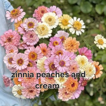 Zinnia peaches & cream plantjes te koop beschikbaar voor biedingen