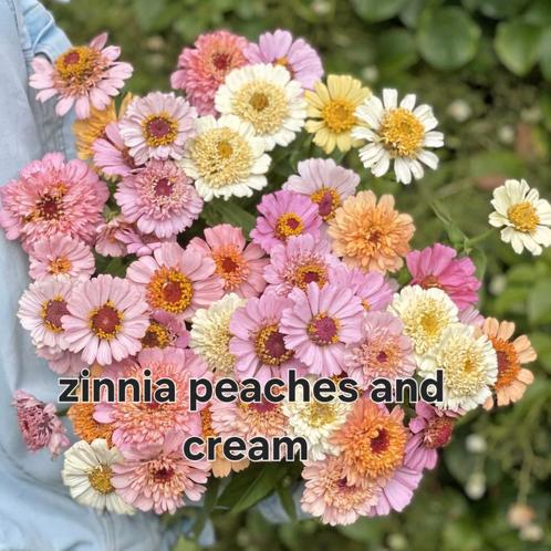 Zinnia peaches & cream plantjes te koop, Tuin en Terras, Planten | Tuinplanten, Overige soorten, Volle zon, Zomer, Ophalen