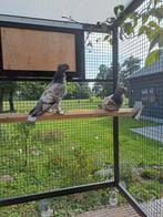 Oud Oosterse meeuwen meeuwtjes Oudoosterse, Dieren en Toebehoren, Vogels | Duiven, Meerdere dieren, Overige soorten