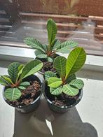 Madagascar Jewel, Ophalen, Halfschaduw, Minder dan 100 cm