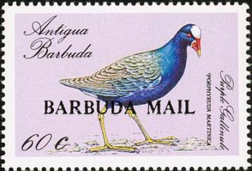 BARBUDA 30 - Dieren: vogels (Amerikaans purperhoen) beschikbaar voor biedingen