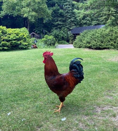 Mooie jonge forse haan, Dieren en Toebehoren, Pluimvee, Kip, Mannelijk