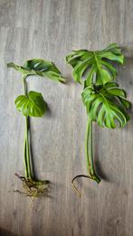 Kamerplant | Monstera Deliciosa, Ophalen, Overige soorten, Halfschaduw, Minder dan 100 cm