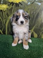 Te koop prachtige kleurrijke pups, Dieren en Toebehoren, HCC (leverziekte), Overige rassen, 8 tot 15 weken, Meerdere