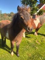 Gereserveerd - Bruin bonte mini Shetlander te koop, Dieren en Toebehoren, Pony's, Gechipt, Niet van toepassing, 0 tot 2 jaar, Hengst