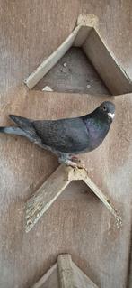 Duiven, Meerdere dieren, Postduif