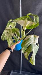 Monstera Borsigiana Variegata Alba Nr 29, Huis en Inrichting, Kamerplanten, Ophalen of Verzenden, Overige soorten, Minder dan 100 cm
