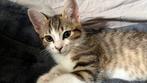 Kitten, Dieren en Toebehoren, Katten en Kittens | Overige Katten, Poes, 0 tot 2 jaar