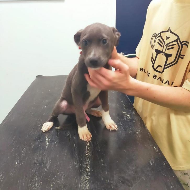 Te koop, Dieren en Toebehoren, Honden | Niet-rashonden, Klein, Meerdere dieren, Particulier, Meerdere, Nederland, 15 weken tot 1 jaar