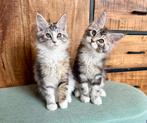 Maine Coon kittens, Dieren en Toebehoren, Katten en Kittens | Raskatten | Langhaar, Meerdere dieren, Gechipt