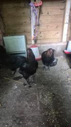 3 marans hennen bijna aan de leg, Vrouwelijk, Kip