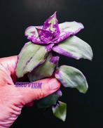 Callisia soconuscensis Blue geworteld stekje ZELDZAAM, Overige soorten, In pot, Minder dan 100 cm, Bloeiende kamerplant