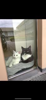 Katten, Kater, Ontwormd