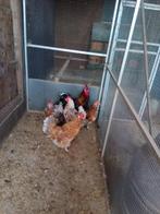 Te koop: broed eieren Zweedse bloem kip, Dieren en Toebehoren, Pluimvee, Geslacht onbekend, Kip