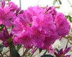 Azalea japonica, Tuin en Terras, Planten | Struiken en Hagen, Ophalen of Verzenden, Rhododendron, Struik, Minder dan 100 cm