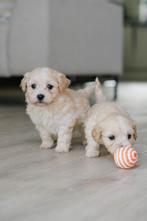 Vier lieve Maltipoo-reutjes op zoek naar hun forever home, CDV (hondenziekte), 8 tot 15 weken, Meerdere, Nederland
