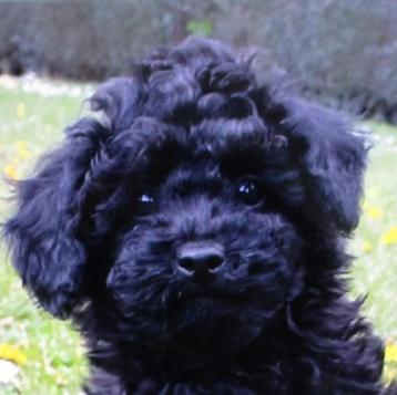 * Mooie Raszuivere kleine dwergpoedel puppy's * beschikbaar voor biedingen