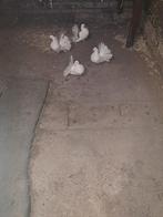 Witte pauwstaartjes, Dieren en Toebehoren, Vogels | Duiven, Geslacht onbekend, Overige soorten