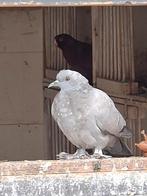 Sierduiven, Meerdere dieren, Tropenvogel