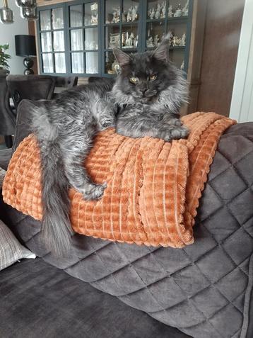 Mainecoon dekkater  beschikbaar voor biedingen