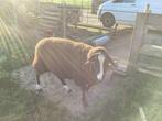 Zwartbles fokram., Dieren en Toebehoren, Mannelijk, Schaap