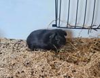 Jong Cavia Beertje, Dieren en Toebehoren, Knaagdieren, Cavia, Augustus, Mannelijk, Tam